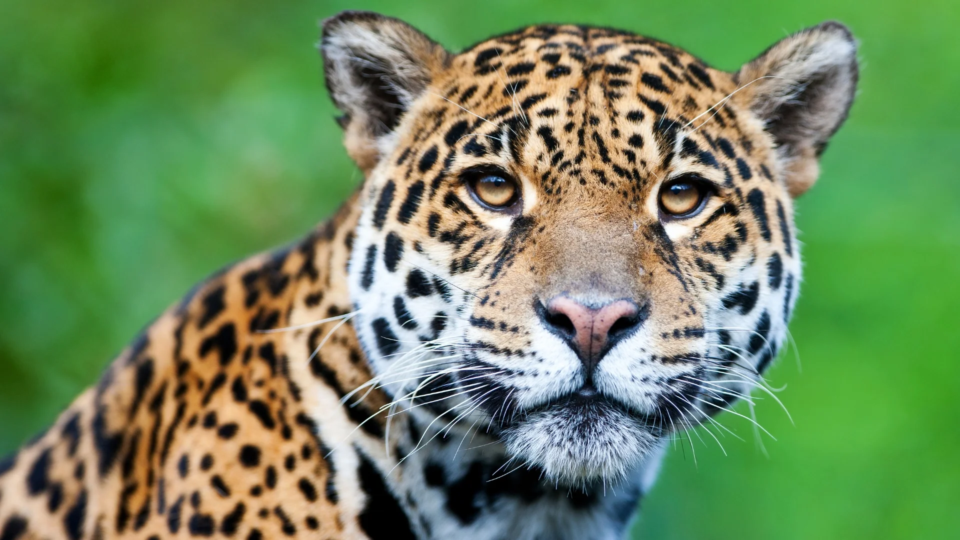 8-Day Manu Reserve Excursion