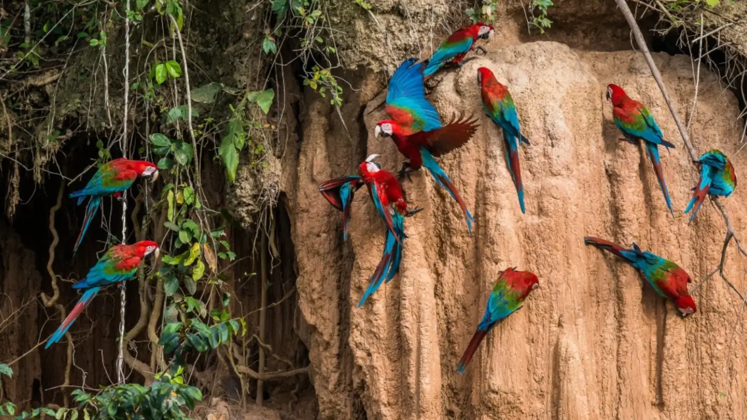 Spot Macaws at Clay Licks and Observe Exotic Birds