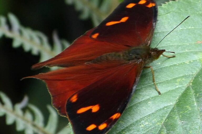 butterfly in the Historic Sanctuary of Machu Picchu, in Cusco.