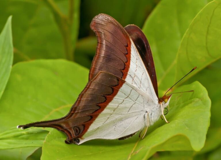 butterfly in the Historic Sanctuary of Machu Picchu, in Cusco.