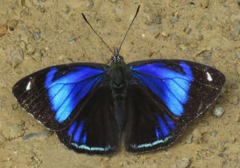 butterfly in the Historic Sanctuary of Machu Picchu, in Cusco.