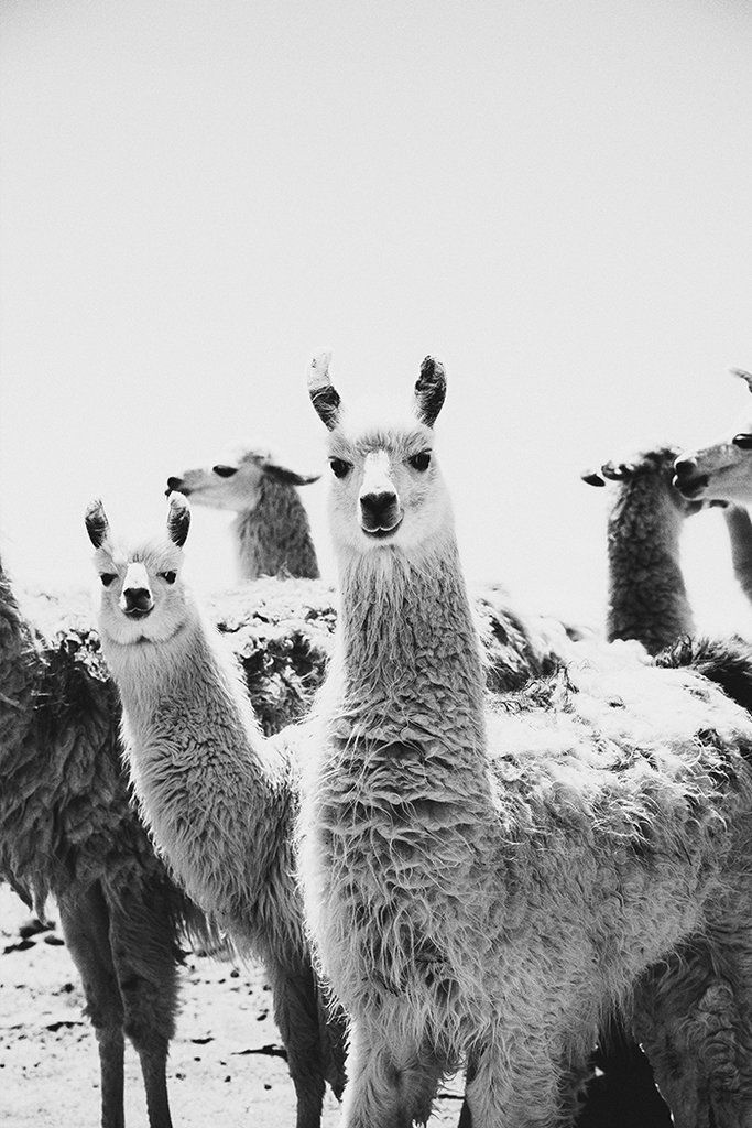 llama peruvian