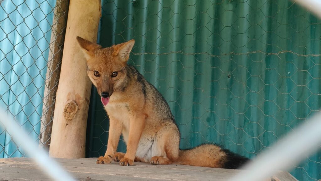 Andean fox