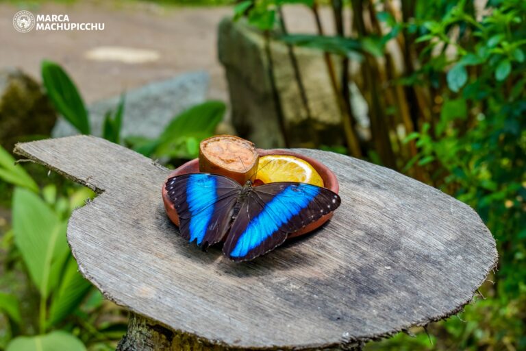 butterfly in the Historic Sanctuary of Machu Picchu, in Cusco.