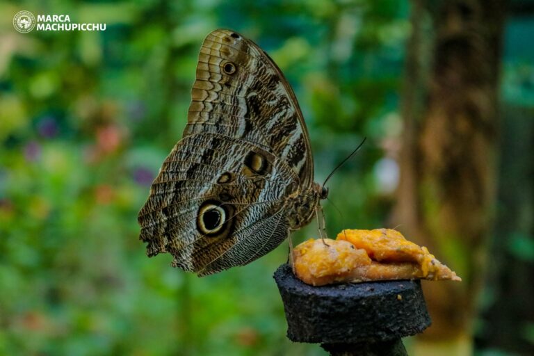 butterfly in the Historic Sanctuary of Machu Picchu, in Cusco.