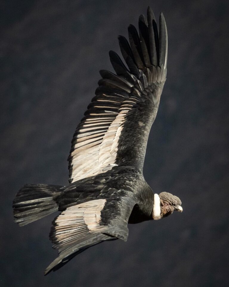 Andean condor