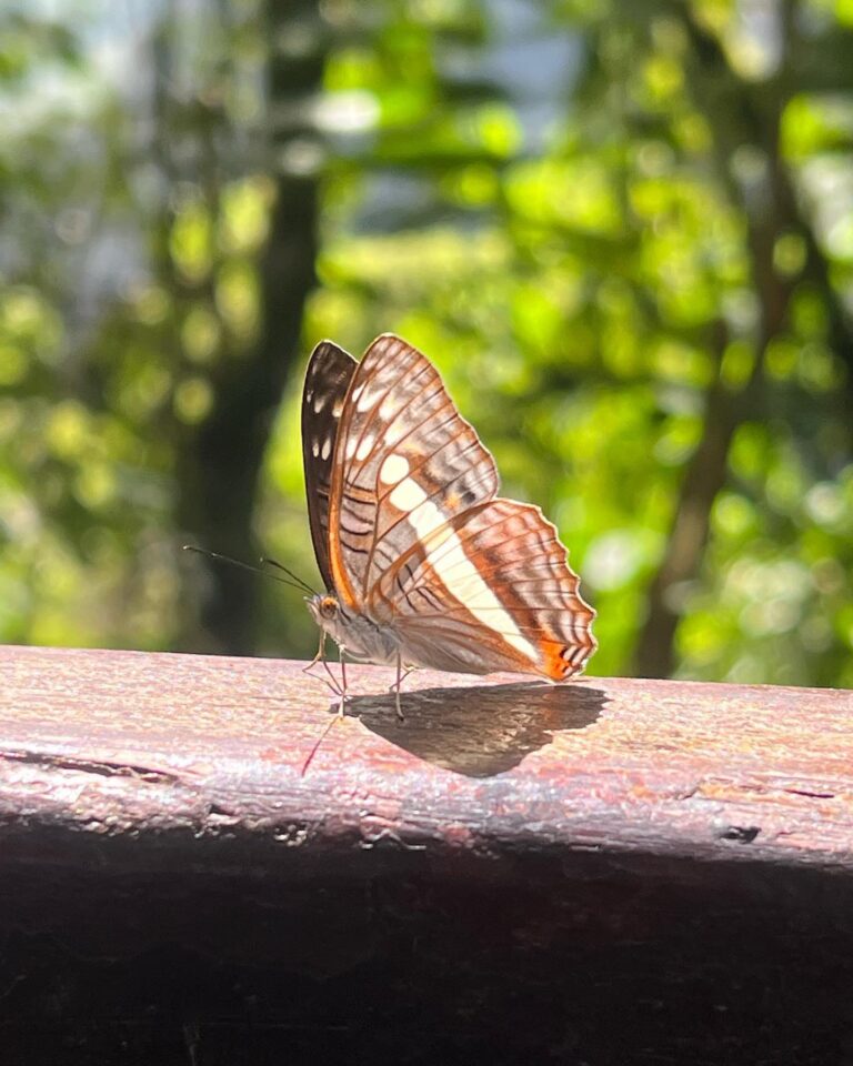 butterfly in the Historic Sanctuary of Machu Picchu, in Cusco.