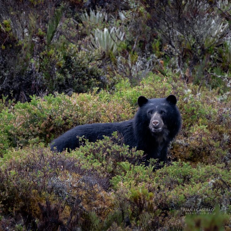 spectacled bear