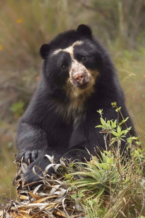 Spectacled Bears: The Giants of the Andes