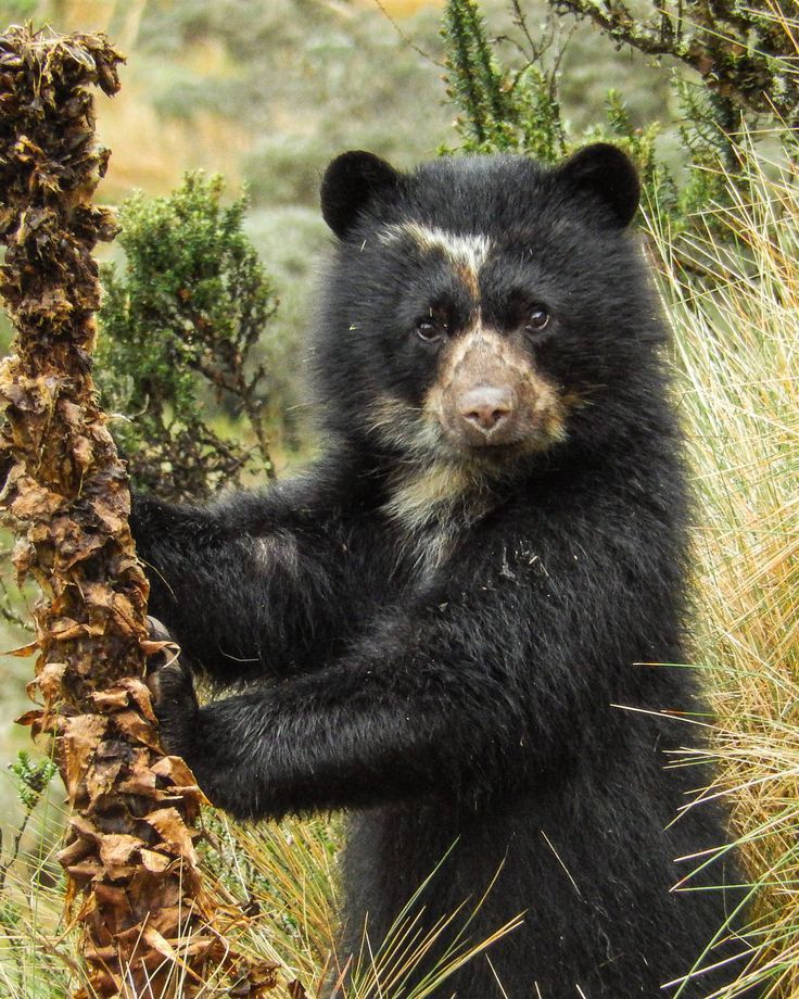 Spectacled Bears: The Giants of the Andes